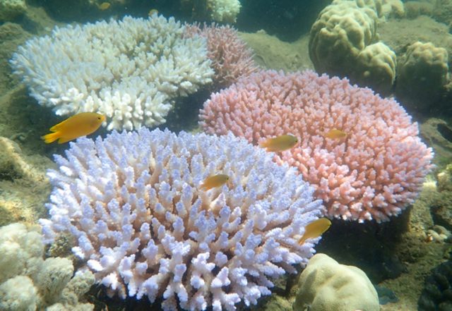 Researchers find 'catastrophic' coral die-off on Great Barrier Reef