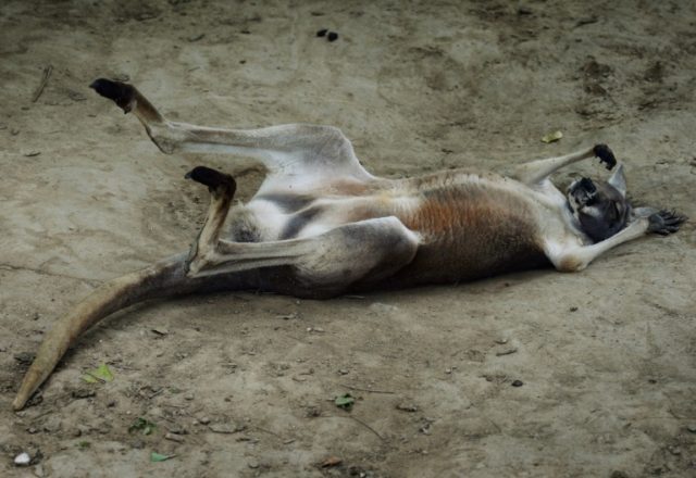 Brick-throwing China zoo-goers kill kangaroo, injure another