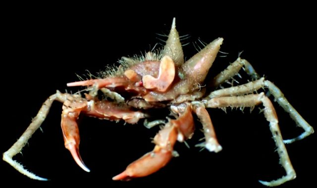 Fuzzy crab, shiny-eyed shrimp discovered on Java expedition