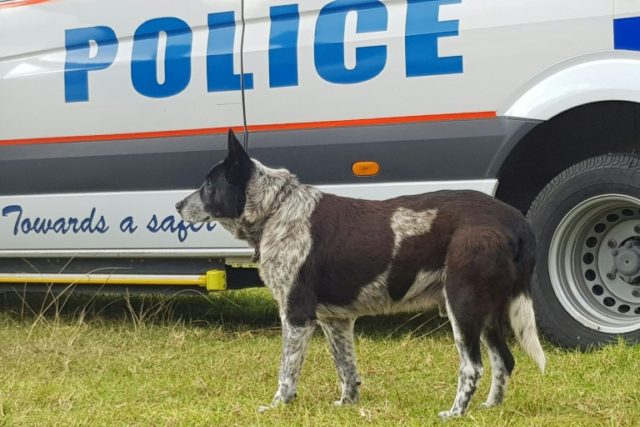 Australian dog receives police honours for keeping lost child safe