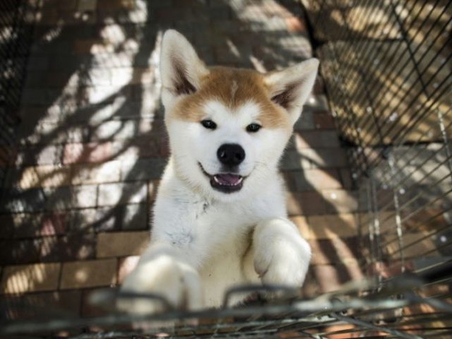 Japan's Akita dogs melt foreign hearts