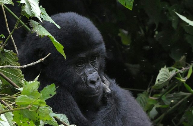 W.Africa gorillas more numerous than thought, but still endangered