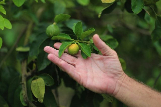 Mediterranean fears bitter future for citrus crops