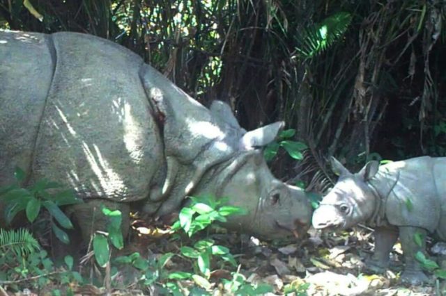 Critically endangered Javan Rhino dies in Indonesia