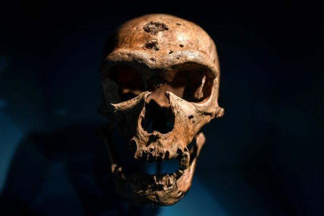 Scientists set eyes on virtual Neanderthal 'brain'