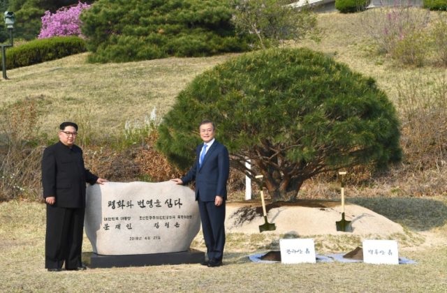 The pine and the poplar: a tale of two trees in the DMZ