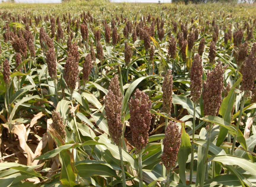 US sorghum growers fear China tariffs could cost them dearly - Breitbart