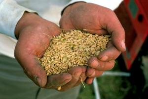 Chinese scientist gets 10 years for stealing genetically engineered rice