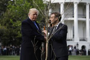 Tree planted by Trump, Macron disappears from White House lawn