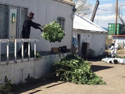 An investigator tosses marijuana plants outside an illegal grow operation in north Denver early Thursday, April 14, 2016. Investigators have raided several homes and warehouses throughout the Denver area as part of a multi-state investigation into the illegal distribution of marijuana outside Colorado. (AP Photo/Sadie Gurman)