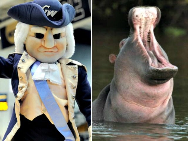 Colonials Mascot African Hippo