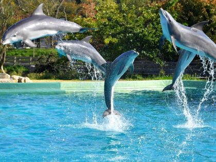 Dolphins jump during an aquatic show