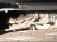 Gator under SUV Texas Gator Squad captures 7-ft alligator from driveway of Houston-area home. (Photo: KTRK ABC13 Video Screenshot)