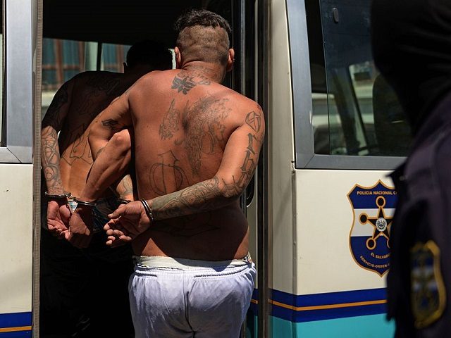 Alleged members of the MS13 and 18 gang board a police vehicle after being presented to the press in San Salvador on February 26, 2016. Members of the national civil police and the armed forces captured 240 dangerous gang members accused of homicide and extortion in the last three days …