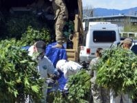 Marijuana Grow House Operation in Colorady - AP Photo - Solomon Banda Marijuana Grow House Operation in Colorady - AP Photo - Solomon Banda