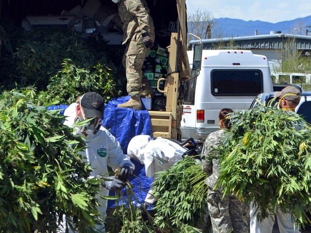 Marijuana Grow House Operation in Colorady - AP Photo - Solomon Banda