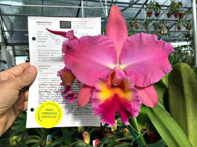 Melania Trump Orchid