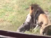Mike Hodge, the owner of a wildlife park in South Africa, suffered injuries to his neck and jaw Monday when a lion mauled him, according to a graphic video of the incident.