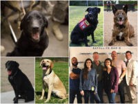 military dogs Members of Congress and military leaders joined American Humane to present four retired U.S. military dogs with K-9 Medal of Courage Awards last week on Capitol Hill.