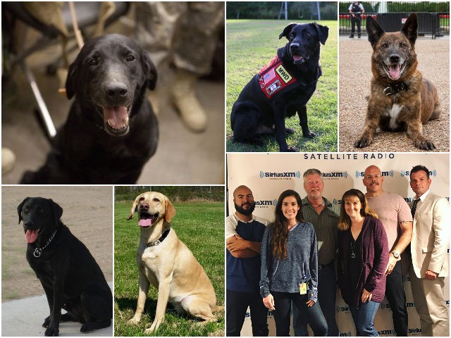 Members of Congress and military leaders joined American Humane to present four retired U.