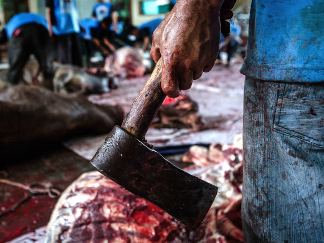 An Indonesian Muslim holds hatchet as slaughter a cow during …