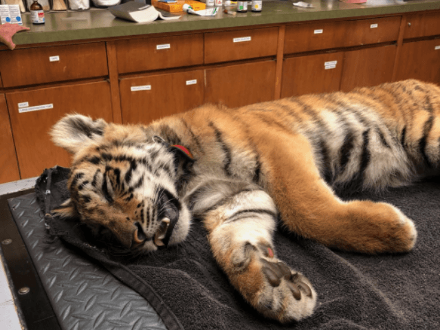Tiger cub found by Border Patrol agents after failed smuggling attempt. (Photo: U.S. Border Patrol)