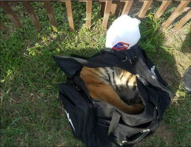 Tiger cub found by Border Patrol agents after failed smuggling attempt. (Photo: U.S. Border Patrol)