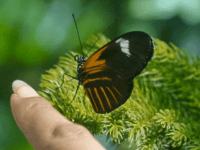 A visitor sticks out a finger to land a butterfly in the Butterfly Conservatory at the American Museum of Natural History, Wednesday Oct. 4, 2017, in New York. The Butterfly Conservatory will feature tropical butterflies through winter until May 28, 2018. (AP Photo/Bebeto Matthews)