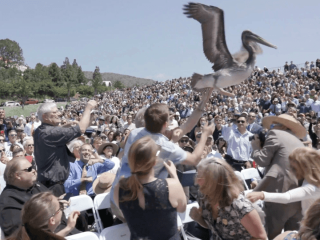 Watch pelicans swoop down on crowd at Pepperdine graduation ceremony