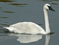 swan trumpeter swan