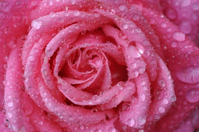 Researchers unlock thorny secrets of rose DNA