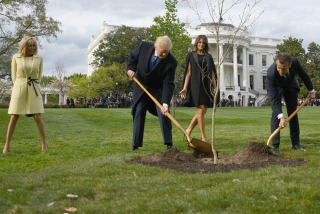 Trump and Macron planted a tree -- but where did it go?