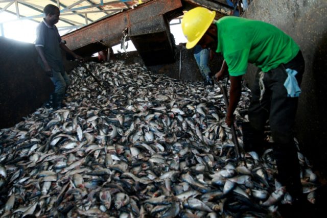Angola looks beyond crude oil to fish oil