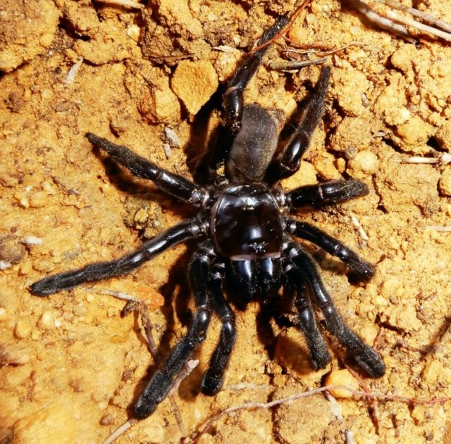 World's oldest known spider dies in Australia -- of wasp sting