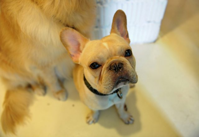 French Bulldog's cute face exposes it to welfare risks: study