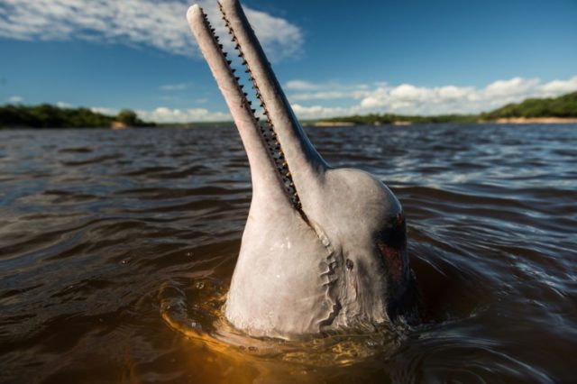 Amazon river dolphins in steep decline: study