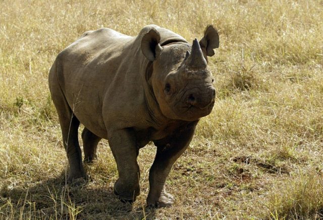 Six endangered black rhinos on way from S. Africa to Chad