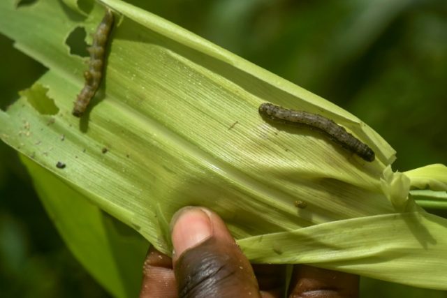 Africa struggles for weapons against armyworm curse