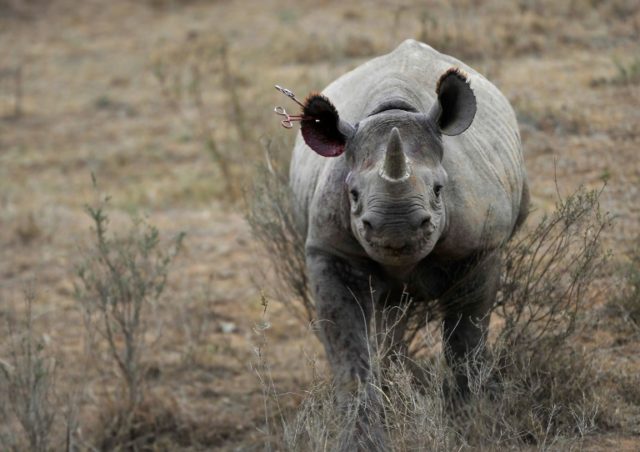 Poachers shoot dead three rhinos inside Kenyan sanctuary