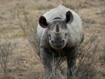 Poachers shoot dead three rhinos inside Kenyan sanctuary