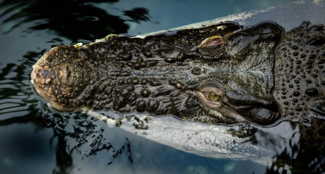 50 live crocodiles from Malaysia seized at London airport