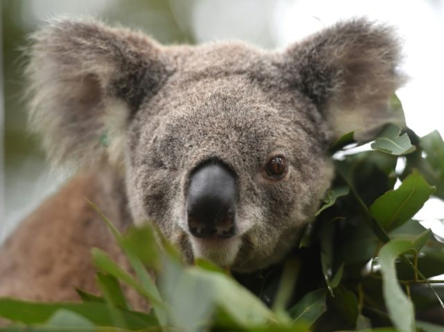 Australia pledges cash to help save the koala