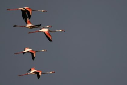 Should I stay or go? Birds migrate to save energy: study