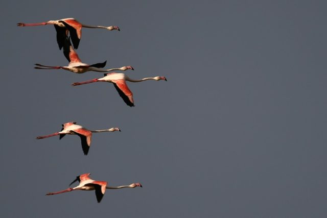 The new study explains the behaviour of not only migratory birds, but also that of sedentary or "resident" ones Should I stay or go? Birds migrate to save energy: study