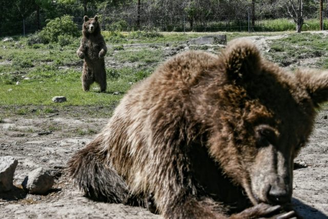 Traumatised bears, wolves find solace at Greek sanctuary