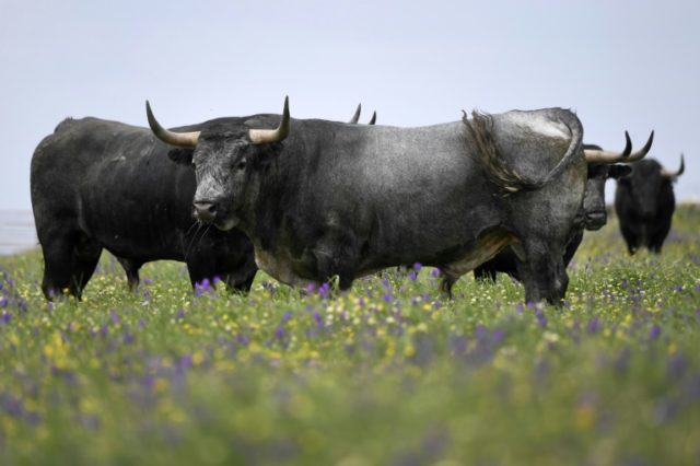 Breeding fighting bulls in Spain: a family's passion
