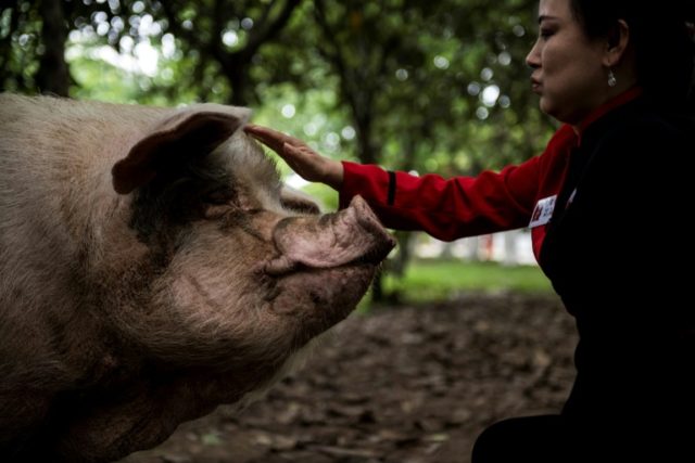 China's celebrity earthquake pig exposes sensitivities