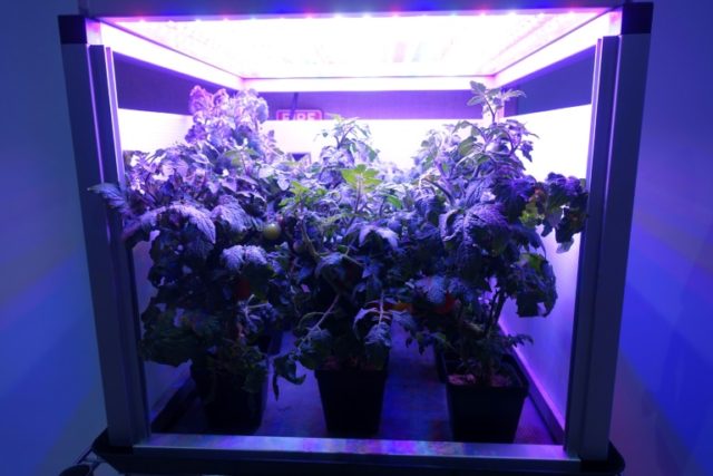 The challenge of space gardening: One giant 'leaf' for mankind
