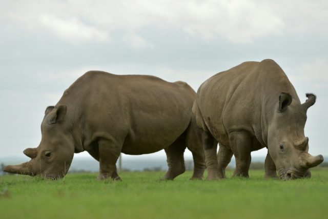 Pregnancy of southern white rhino at US zoo could save subspecies