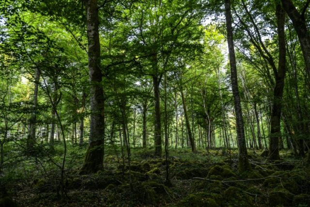 British burglar caught after spending five months in French woods